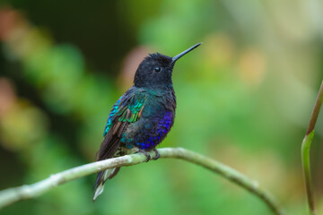 Fototapeta premium A male Velvet-purple Coronet (Boissonneaua jardini) perched on a thin branch, showcasing its velvety black plumage and vibrant iridescent purple-blue chest feathers in the cloud forest of Ecuador.