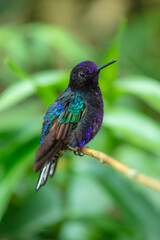 Fototapeta premium A male Velvet-purple Coronet (Boissonneaua jardini) perched on a thin branch, showcasing its velvety black plumage and vibrant iridescent purple-blue chest feathers in the cloud forest of Ecuador.