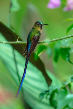 Male Violet-tailed Sylph (Aglaiocercus coelestis), a stunning hummingbird species native to the cloud forests of the western Andes in Ecuador.