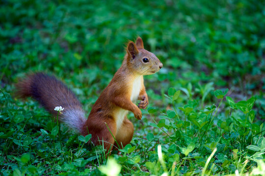 Red squirrel eating a nut while sitting on green grass. Cute wild rodent with fluffy tail feeding in summer forest. Wildlife photography for nature and animal themes.