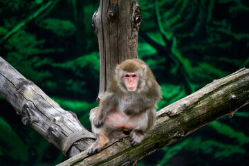 Japanese macaque monkey sitting on a tree branch in green forest. Wildlife portrait showing primate resting in natural habitat. © jahorimine
