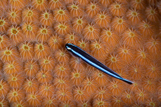 Neon goby resting on top of a textured star coral colony