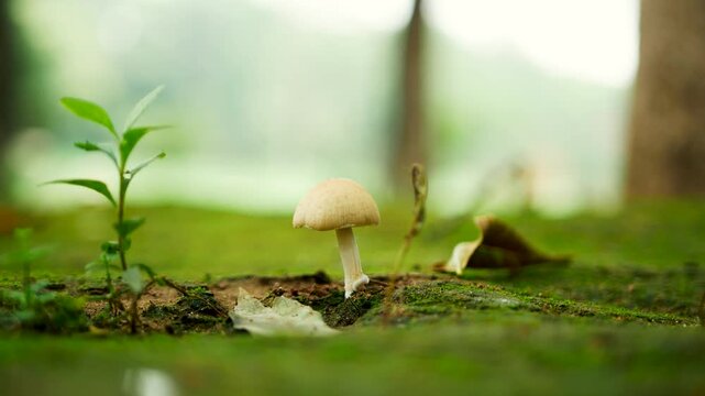 Mushroom Growing on a Mossy Forest Floor
