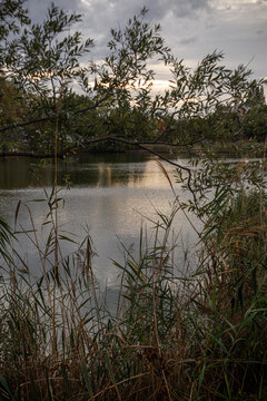 Paesaggio naturale di un lago calmo al tramonto incorniciato da rami di alberi e canne palustri in primo piano, con riflessi dorati e caldi sulla superficie dell'acqua sotto un cielo nuvoloso