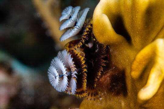 White and brown Christmas tree worm plumes extended from a yellow fire coral structure