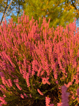 Pink common heather (Calluna vulgaris) in full bloom in warm golden evening light near Schneverdingen in the L&uuml;neburg Heath region of Lower Saxony, Germany, 