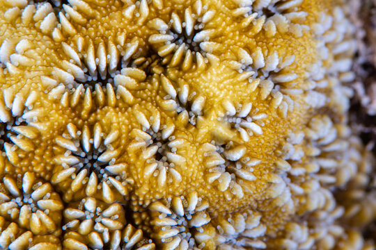  Living stony coral displaying closed corallites with barely visible polyp tips inside deep skeletal cups
