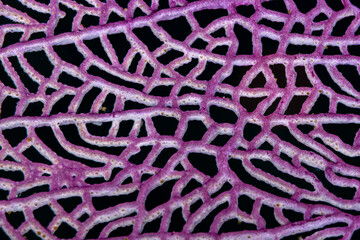 Macro texture view of an intricate purple sea fan mesh network © Sergio Llaguno