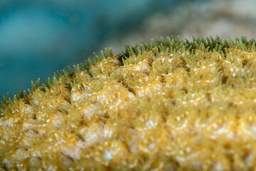 Intricately textured hard coral structures showcasing soft green tips against a deep blue background © Sergio Llaguno