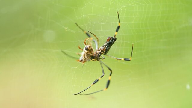 Female golden orb weaver spider, or Nephila clavipes, wrapping its bee prey in silk on its web in Costa Rica's lush tropical rainforest