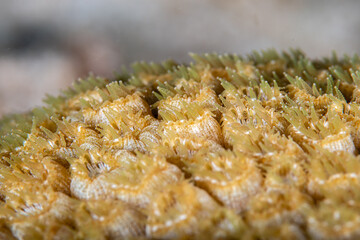 Macro view of extended stinging tentacles on a star coral colony © Sergio Llaguno