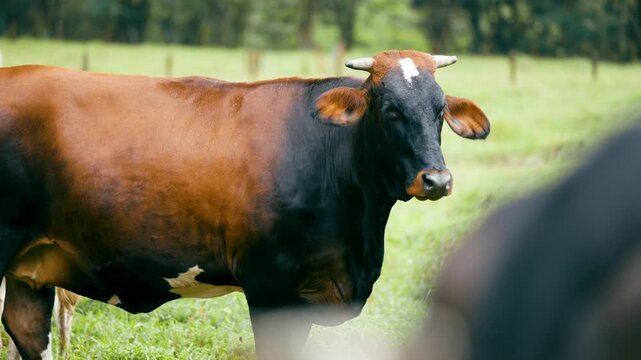 Beautiful horned cow standing in a lush green field in Costa Rica. Livestock grazing in a pasture at Arenal Volcano National Park