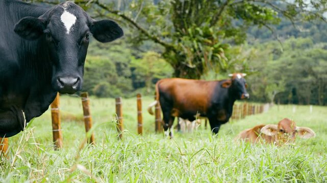 Curious black cow with a white mark looking directly at the camera. A herd of cattle is grazing in a lush green pasture in the background