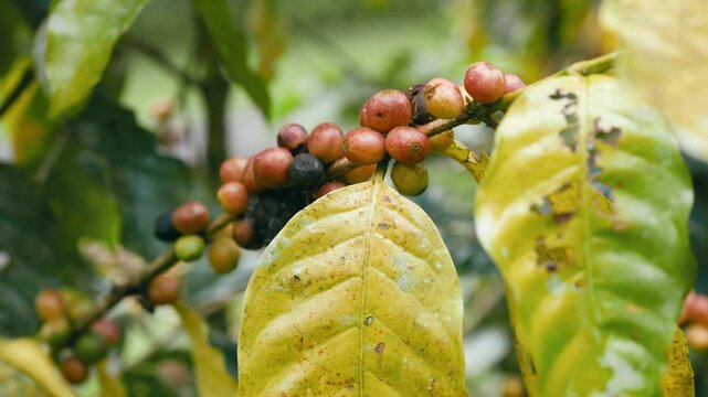 Close up shot of coffee beans ripening on a tree branch in a plantation. The vibrant red cherries are ready for harvesting and roasting