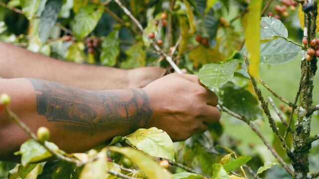 Close up of a tattooed farmer's hands carefully picking ripe red coffee beans from a plant on a plantation in Arenal Volcano National Park