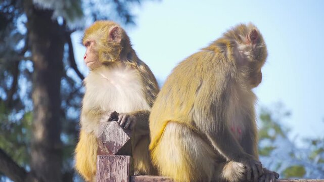 Two Macaque Monkeys Sitting on a Wooden Railing in Sunlight