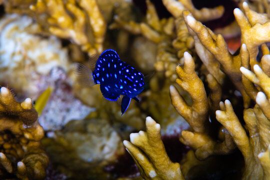 Early juvenile yellowtail damselfish swimming downward through a thicket of branching fire coral on a marine reef
