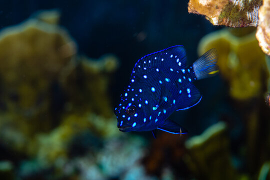 Juvenile yellowtail damselfish starting to develop yellow coloration on its tail fin