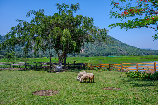 Sheep grazing in a rural field in Suoi Gieng