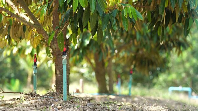 Agricultural irrigation infrastructure in a durian farm, featuring sprinkler pipes and water distribution equipment for modern tropical fruit cultivation.