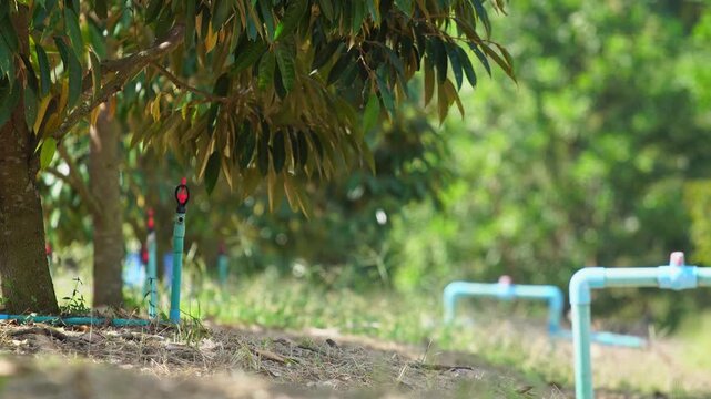 Durian orchard watering system with sprinkler pipes supplying water to fruit trees, supporting farm irrigation, crop growth, and efficient water management.