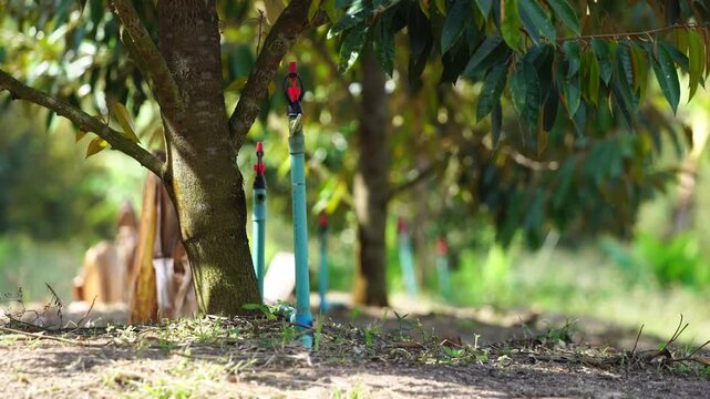 Sprinkler irrigation pipes installed in a durian orchard, providing efficient water distribution for tropical fruit trees and sustainable agricultural management.