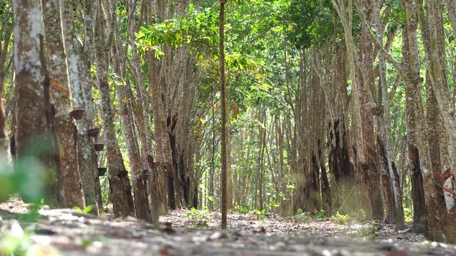 Natural rubber tree plantation with neatly organized rows of trees, creating a peaceful tropical landscape and sustainable agricultural environment.