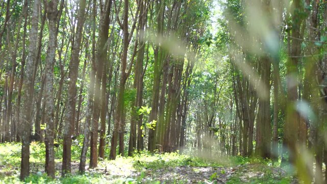Peaceful rubber tree farm surrounded by lush tropical vegetation, highlighting orderly plantation design, natural beauty, rural life, and environmental sustainability.