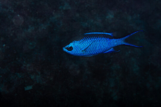 Blue chromis swimming across a dark underwater reef wall