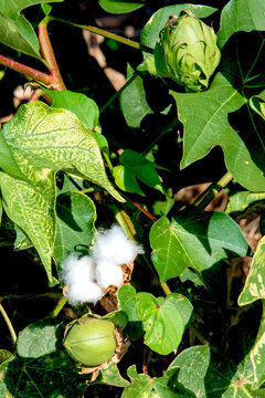 Cotton Fiber with Unopened Bolls
