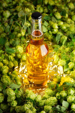 Amber lager beer bottle surrounded by fresh green hops cones on golden reflective surface