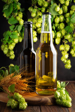 Two Beer Bottles With Hops and Wheat Ingredients on Wooden Board Studio Shot