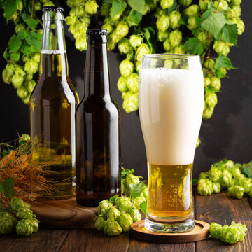 Craft Beer Bottles and Tall Glass with Frothy Head and Hops and Wheat Ingredients