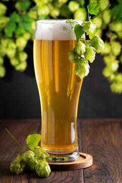 Golden Lager Beer Refreshing Drink with Fresh Hops Ingredient on Wooden Surface