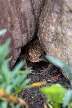 A bumpy brown toad that hides in a shelter between two large stones on damp ground