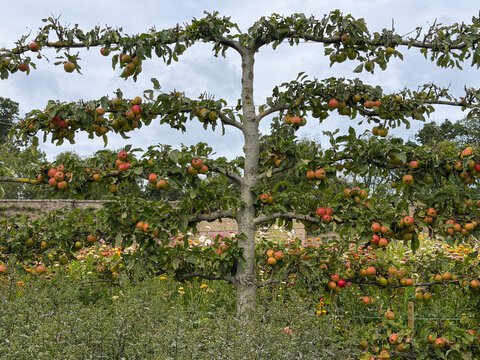 A mature espalier apple tree laden with ripening red and green fruit grows among flowers and lush plantings in Phoenix Park&rsquo;s walled garden in Dublin, Ireland.