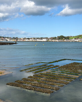 Rows of seaweed cultivation beds exposed by the tide along Strangford Lough, with calm blue water and the coastal village of Strangford in the background.