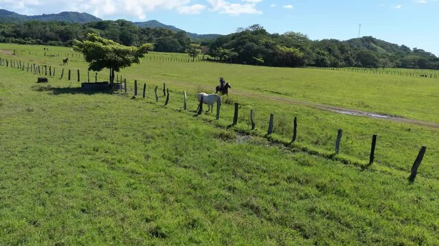 Aerial view of a latin cowboy riding a horse through a vast green meadow, leading another white horse alongside him on a sunny day