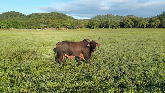 Magnificent brown zebu bull with large horns walking in a verdant field. The powerful animal grazes peacefully in a beautiful rural landscape