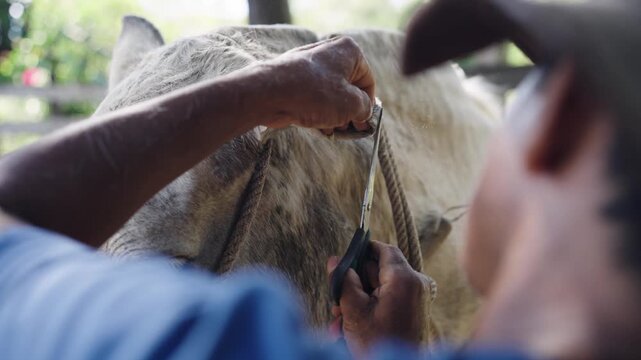 Detail shot from behind a stable hand using scissors to trim the hair of a white horse's mane. Rural farm lifestyle and animal care