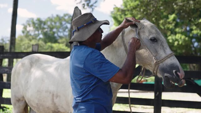 Latin stableman grooming and caring for a beautiful white horse. Male farmer trimming the animal's ear hair in a paddock on a sunny day