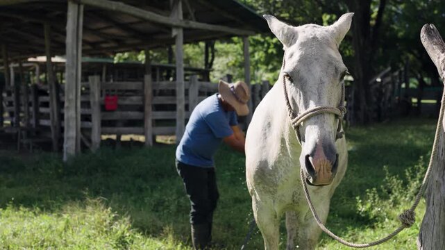 Rancher caring for his equine companion by grooming and washing its beautiful white coat. Noble white horse looking at the camera
