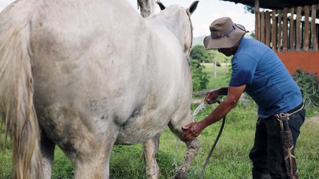 Diligent rancher in a hat grooming a beautiful white horse. The man is washing the animal's legs and body with a water hose in a stable yard