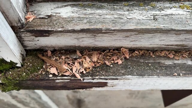 Weathered wooden planks with peeling white paint and wood shavings, old deteriorated boards with moss growth, carpenter ant damage, home maintenance
