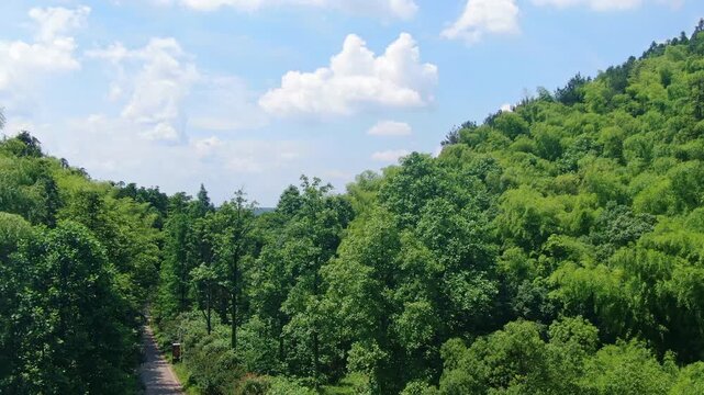 Lush Forest and Rolling Hills Beneath a Blue Sky