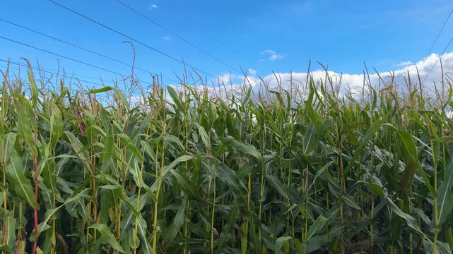 Tall green corn plants growing in agricultural field under blue sky with clouds, power lines overhead, maize crop, farming, summer harvest