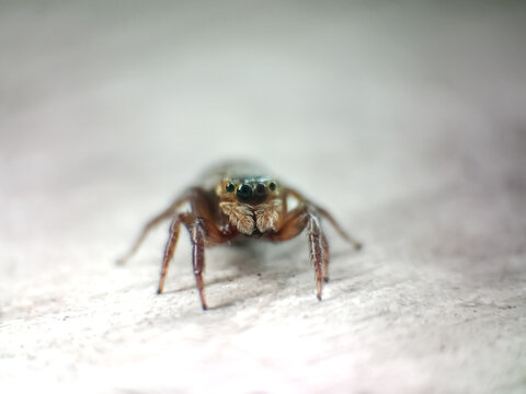 Close-up shot of a small brown jumping spider insect on a ground surface, focusing on its large compound eyes.