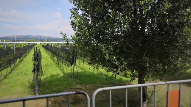 Grove Tree Overlooking Trellised Vineyard Rows Greenery Queretaro Wine Region