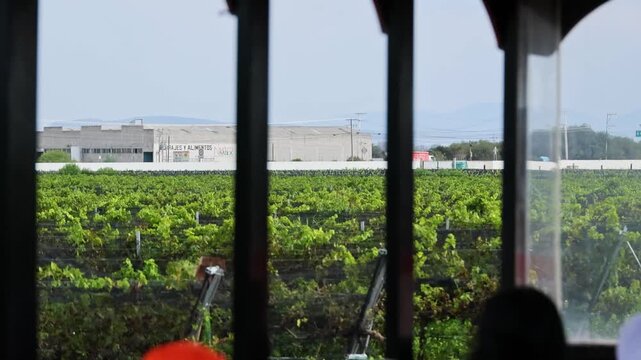 Vineyard View Framed By Tour Vehicle Structure Queretaro Wine Country Mexico