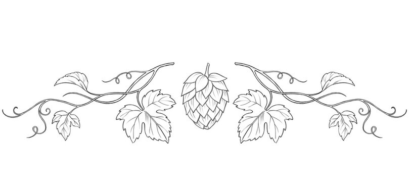 Hand-drawn illustration of a hop vine horizontal divider